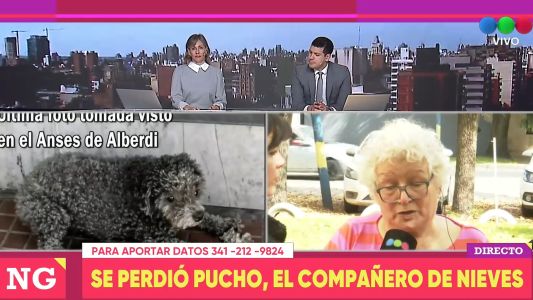 Buscan a Pucho en Rosario: una familia ofrece recompensa por su perro perdido