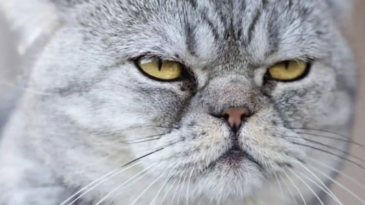 Por qué los gatos se comportan así: 10 curiosidades científicas sobre los felinos domésticos