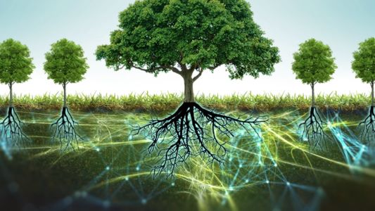 Los árboles se comunican: la “Internet de los bosques” en acción
