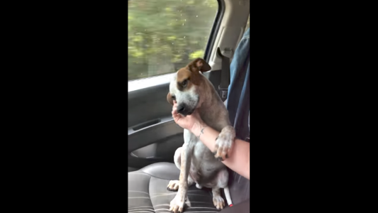 La reacción de un perrito rescatado de la muerte emociona al mundo