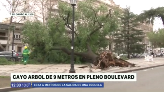 El fuerte viento derribó varios árboles en la ciudad