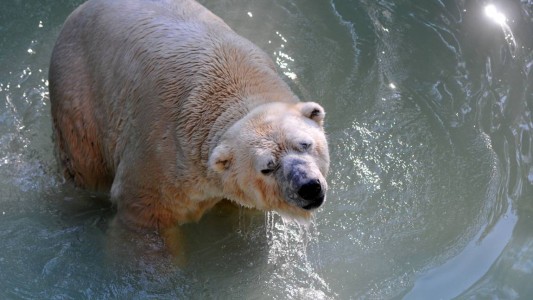 Para Greenpeace, Arturo debe marcar el fin de los animales en cautiverio para fines comerciales