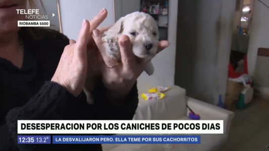 Delincuentes robaron electrodomésticos y tres cachorros recién nacidos
