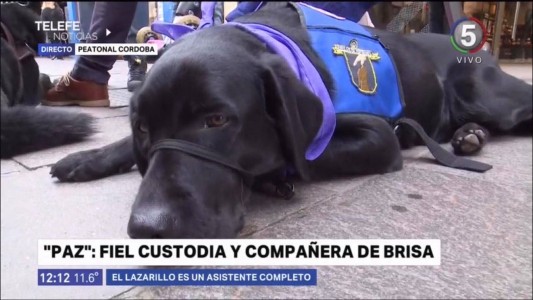 Paz, la compañera de Brisa: entregaron el primer carnet de identificación a un perro de asistencia