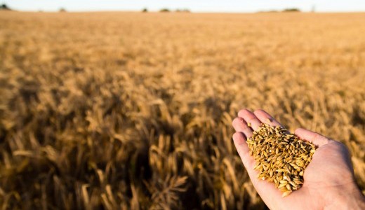 Estiman que este año el sector del agro movilizará U$S 58 mil millones