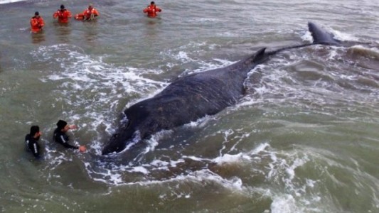 Murió la ballena varada en Mar del Tuyú