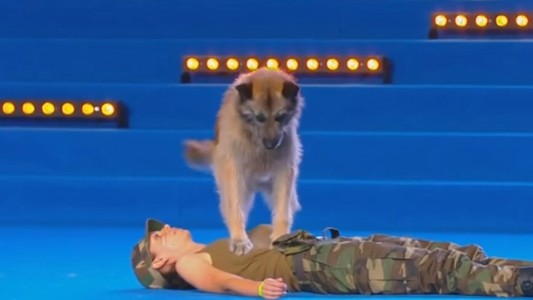 Arrasa con todos los premios el perro italiano que sabe hacer RCP