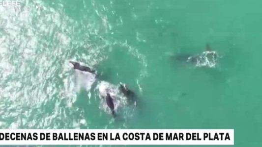 Inesperado "show de ballenas" en la costa de Mar del Plata
