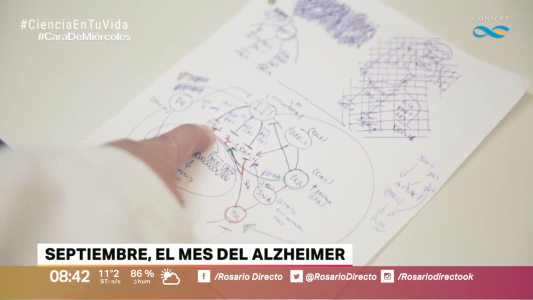 Septiembre, mes del Alzheimer: científicos rosarinos hallan un probiótico que retrasa el envejecimiento