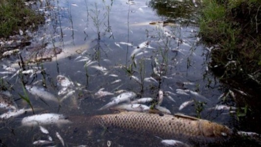 Misterio por la muerte de peces en Calamuchita