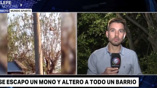 La historia del mono que conmocionó a todo un barrio