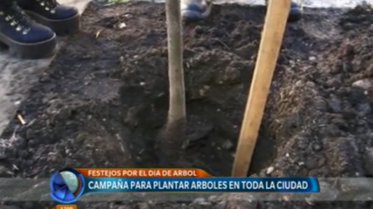 Campaña para plantar arboles en toda la ciudad