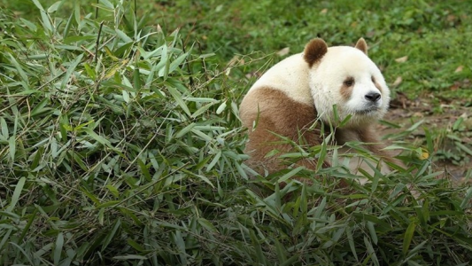La triste historia del único panda marrón del mundo