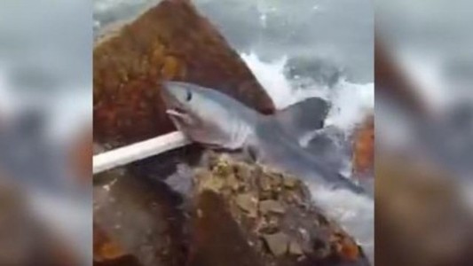 Sorpresa por la aparición de un tiburón en la costa de Mar del Plata