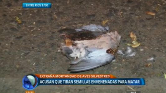 Acusan que tiran semillas envenenadas para matar pajaros