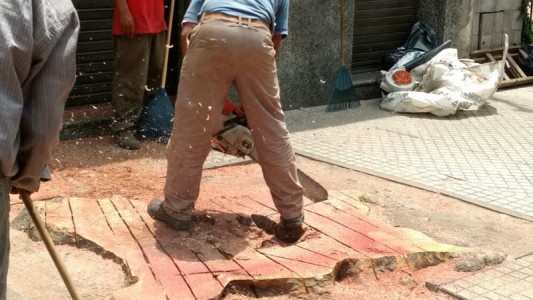 Cortó un árbol sin autorización municipal y ahora deberá entregar 800 nuevos ejemplares