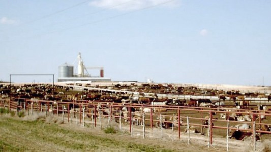 Regulan por ley el funcionamiento de los feedlots