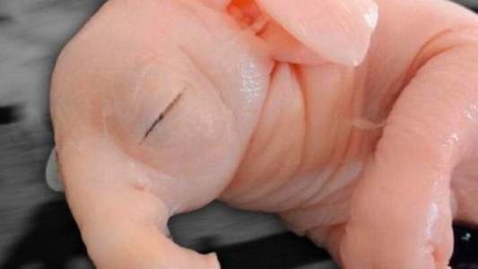 Nació un "chanchofante" en Pergamino: alertan sobre el uso de agrotóxicos