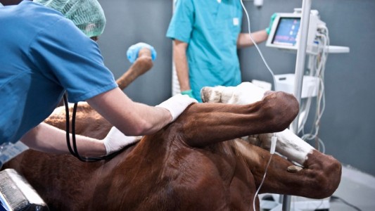 Advierten sobre un parásito de caballos que puede afectar a humanos