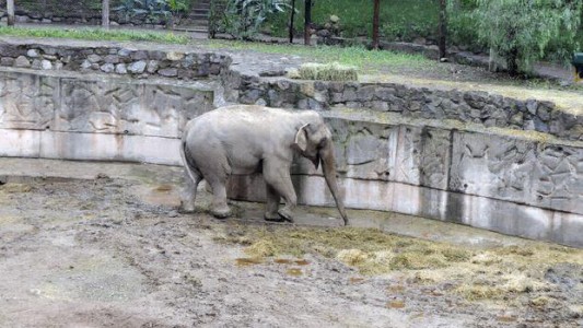Aceptan cautelar para frenar que el zoológico se convierta en Ecoparque