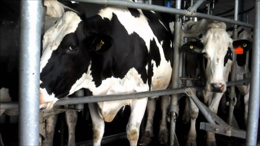 Afirman que hay mil tambos en situación terminal en Santa Fe por la crisis hídrica