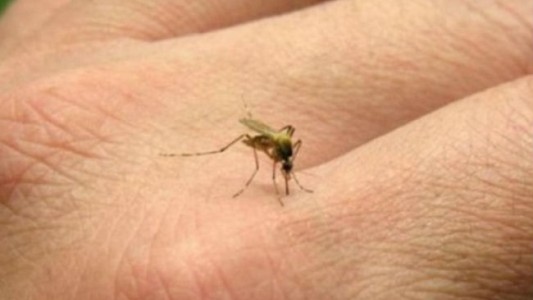 Hallaron una variable genética de mosquito Aedes aegypti