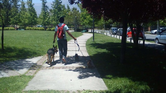 Ponen en marcha una campaña para que los dueños "se lleven el regalito" de sus perros