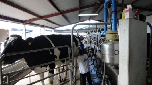 La producción lechera tuvo en el 2016 su peor caída en 46 años