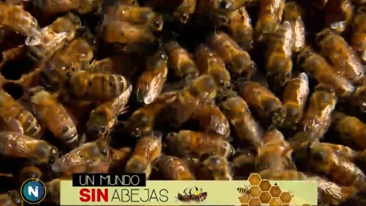 ¿Por qué se están murieron las abejas en Argentina y el mundo?