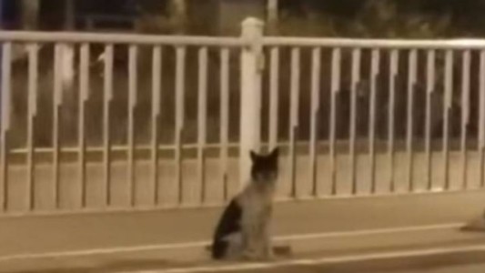 El perro que lleva 80 días sin moverse del lugar en el que murió su dueña