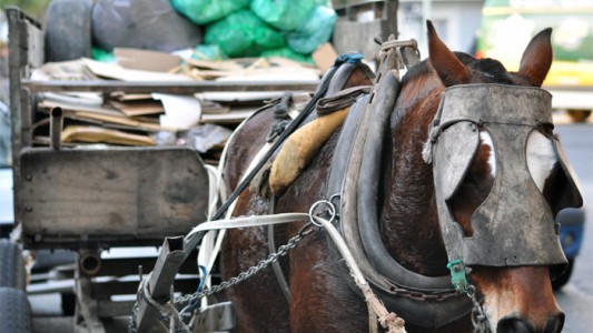 No más carros tirados por caballos en las calles