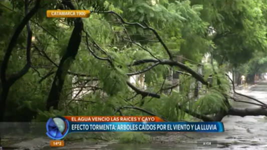 Efecto tormenta: árboles caidos por el viento y la lluvia