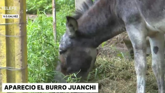 Apareció Juanchi, el otro burrito que habían robado a Cachamai