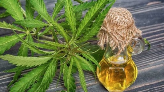 Más de 20 laboratorios públicos fabricarán aceite de cannabis en Argentina