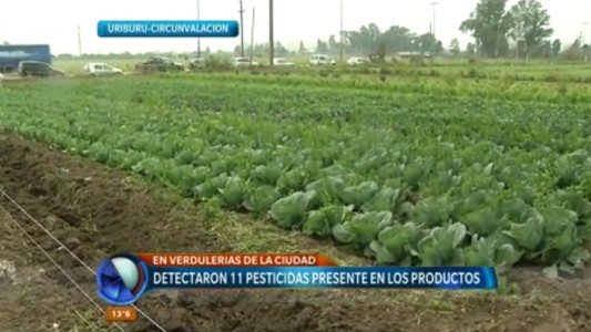 Un año del "Cinturón verde": gran produccion de verduras libres de agroquímicos