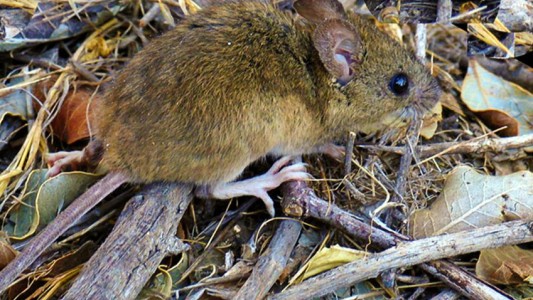 Alerta por hantavirus en Esquel: ya son tres las víctimas fatales