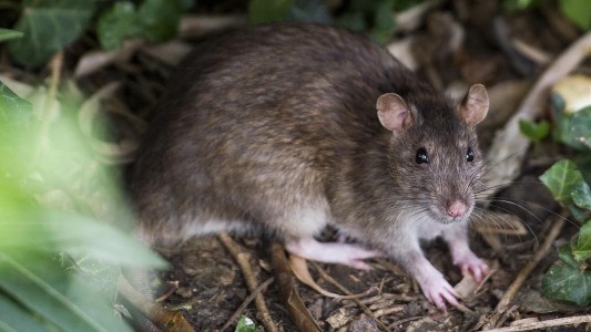 Un nuevo caso fatal eleva a cinco la cantidad de víctimas del hantavirus en Chubut