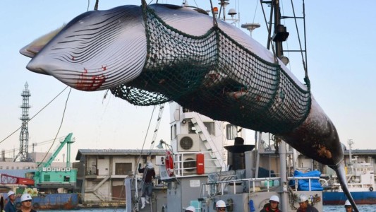 Japón se retira de la comisión que protege a las ballenas y vuelve a la caza comercial