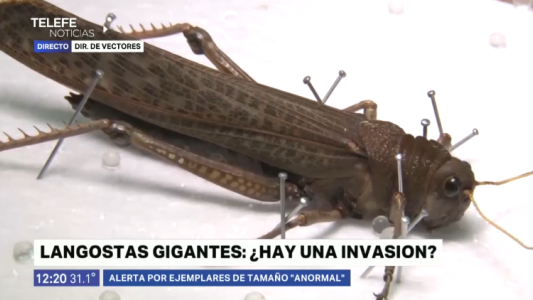 Aparecieron tucuras gigantes en diferentes zonas de la ciudad