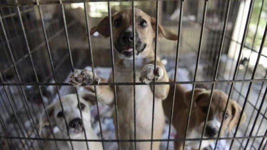 Reino Unido prohíbe la venta de mascotas en tiendas