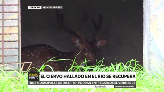 Un ciervo en el Paraná: fue rescatado y se recupera en una reserva