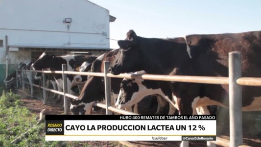 Tamberos en alerta por la caída de la producción láctea