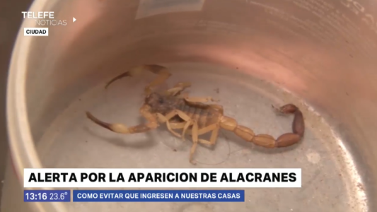 Alerta por la aparición de alacranes en barrio Alvear