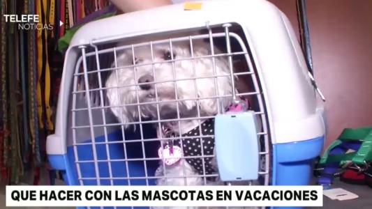 Mascotas y vacaciones: cómo cuidarlas y trasladarlas