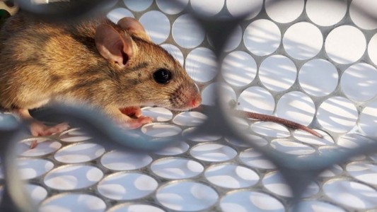 Murieron otras tres personas por hantavirus en Chubut: son 9 las víctimas fatales