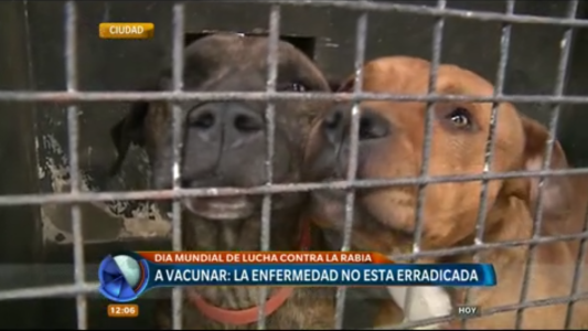 Día Mundial contra la Rabia: qué aconsejan los veterinarios