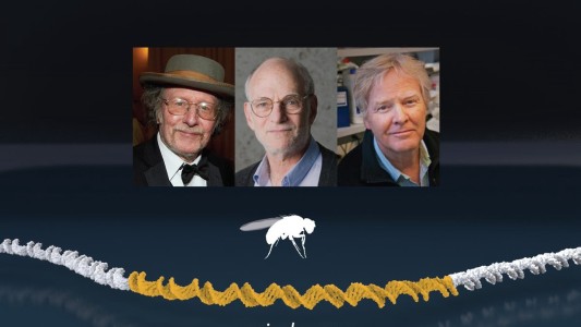 El Nobel de Medicina 2017 es para tres estadounidenses por su descubrimiento sobre el "reloj biológico"