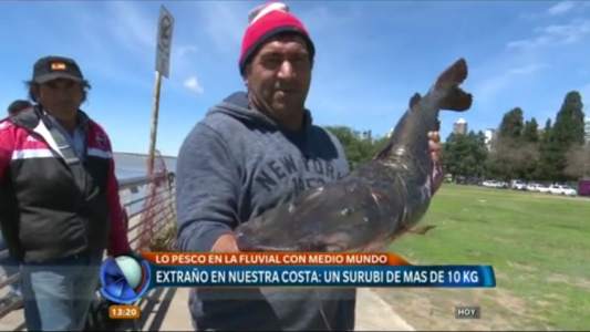 Extraño en nuestra costa: un surubí de más de diez kilos