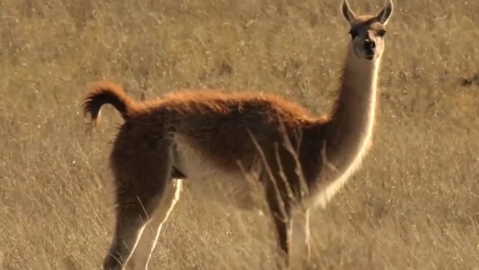 El guanaco se integra a la nueva familia de billetes argentinos con animales autóctonos