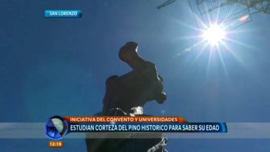 San Lorenzo: determinaron la edad del pino histórico donde estuvo el general San Martín